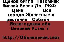 Щенок бигля. Питомник биглей Беван-До (РКФ) › Цена ­ 20 000 - Все города Животные и растения » Собаки   . Вологодская обл.,Великий Устюг г.